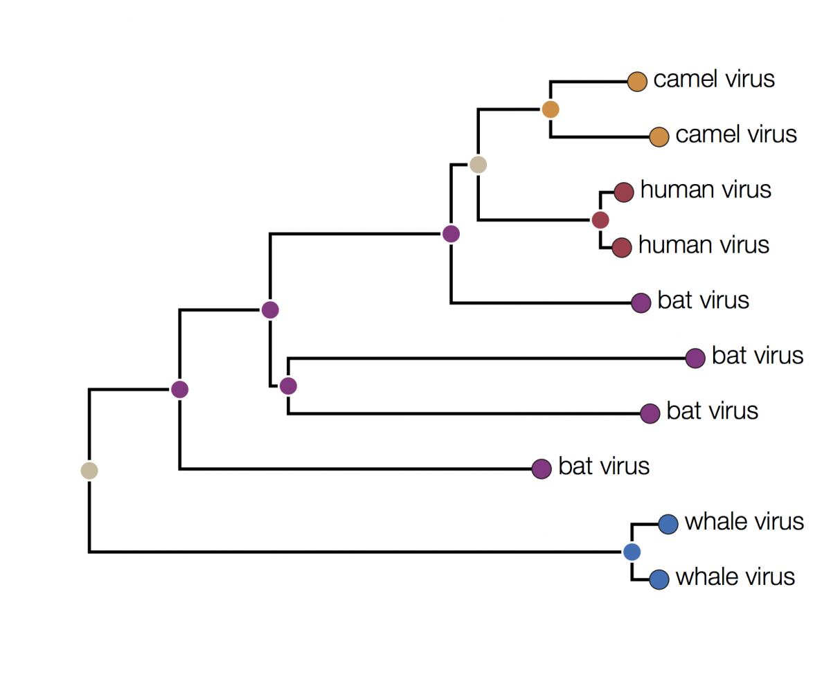 Phylogenetic Analysis