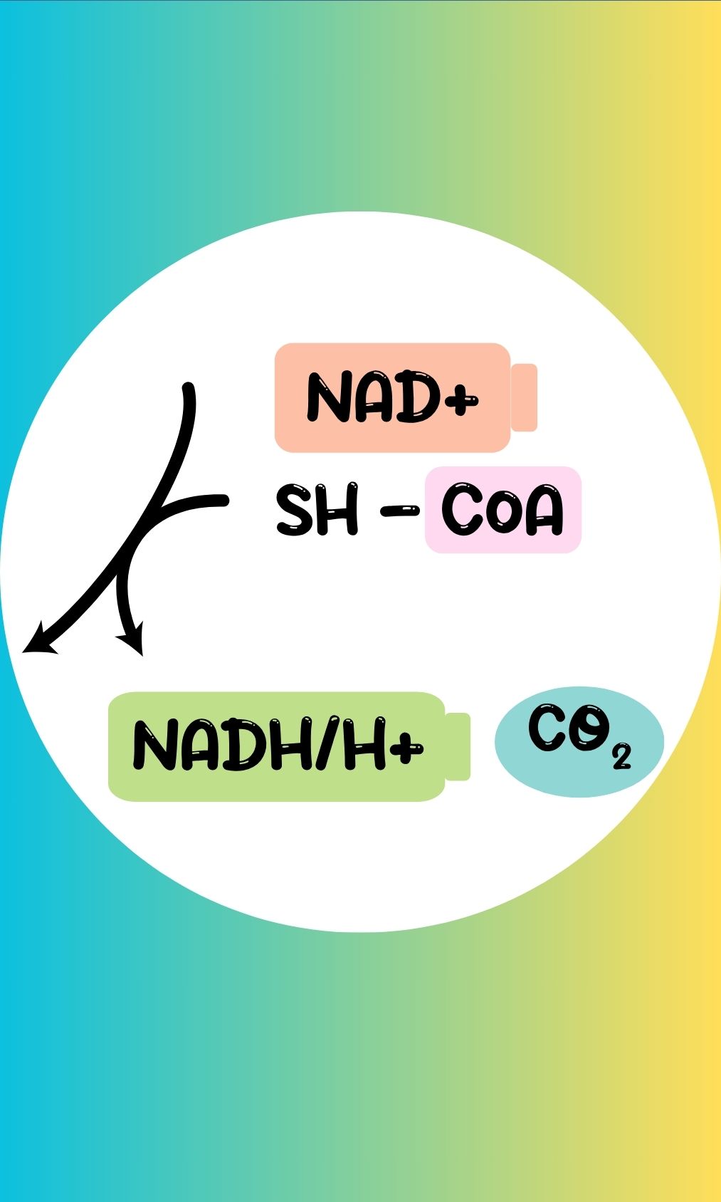 Metabolic Network Analysis 
