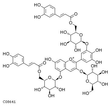 GIF of Gentiodelphin