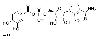 GIF of (3,4-Dihydroxybenzoyl)adenylate
