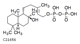 GIF of ent-8alpha-Hydroxylabd-13-en-15-yl diphosphate